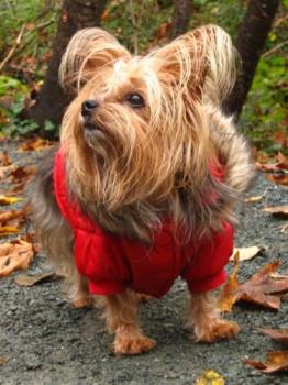 Practical Dog Cloths - Protection from the Elements