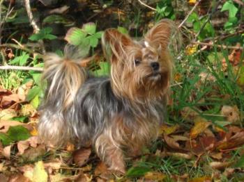 On Duty 24X7 - Who Needs a House Alarm When We have a Yorkie On Duty 24X7 - Who Needs a House Alarm When We have a Yorkie