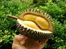 durian - love it or hate it...