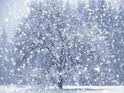 snowing in the trees - snowing in the trees during winter