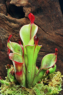 Heliamphora chimantensis - The primitive pitchers of Heliamphora chimantensis are an example of pitfall traps.