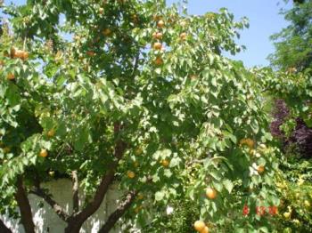 my apricot tree - This is where I get the main ingredient for one of my presents. A beautiful old apricot tree in my back yard. my apricot tree - This is where I get the main ingredient for one of my presents. A beautiful old apricot tree in my back yard.