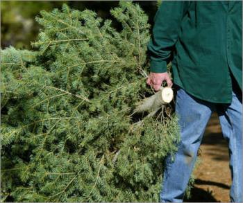 Here comes the Christmas Tree - Here comes the Christmas Tree for myLot community Here comes the Christmas Tree - Here comes the Christmas Tree for myLot community