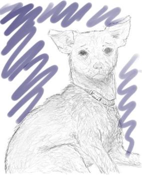 My dog - A digital drawing of my dog.