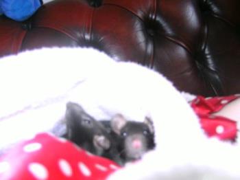 Alice and Willow in the dressing gown - Alice and Willow having a cuddle in the dressing gown Alice and Willow in the dressing gown - Alice and Willow having a cuddle in the dressing gown