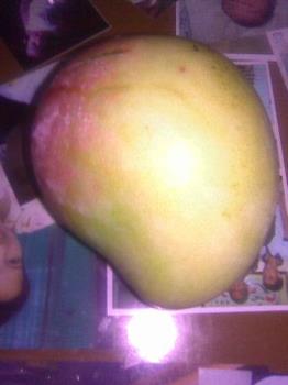 The apple mango - This is apple mango