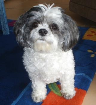 My dog Poppy - This is my dog Poppy. She is an 11 year old Shih-Tzu, very cheeky and full of fun! 