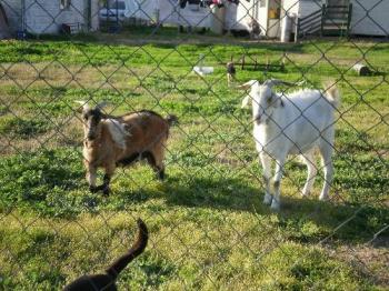 My two beautiful goats. - That&#039;s Tulip on the left with her bad leg and losing her winter woolly coat...it is so soft and snuggly. Pickles is my Wether and he gets a winter coat too but his is not soft and fluffy like Tulip&#039;s.

Tulip was attacked by several dogs and her knee was broken and her tail and one ear must have been torn badly because they no longer sit where they are supposed too. She still likes dogs and has a very sweet nature. Pickles is a bully boy who loves to eat and play. At heart though he is still a bib baby. I&#039;ve had him since he was a baby.