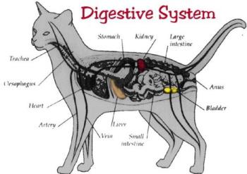 cat&#039;s digestive system  - this is what google showed me cat&#039;s digestive system 