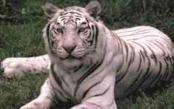 White Tiger - White Tiger