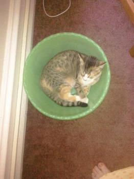 Bowlful of Baby Cat - The bowl was sitting on the floor next to the computer desk (I don't know why) and she just loved getting into it to sleep next to whoever was at the desk. Bowlful of Baby Cat - The bowl was sitting on the floor next to the computer desk (I don't know why) and she just loved getting into it to sleep next to whoever was at the desk.
