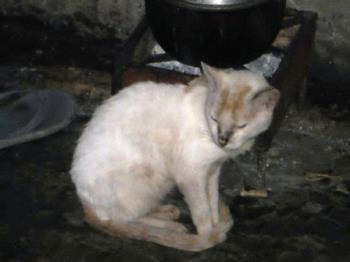 Our cat - He was so dirty this time because he messed up our cleaning campaign in the backyard..hahahaha Our cat - He was so dirty this time because he messed up our cleaning campaign in the backyard..hahahaha