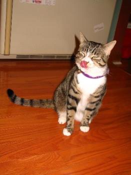 Sookie licking her nose - A picture of our 1-year-old tabby Sookie, who hates having her picture taken! Sookie licking her nose - A picture of our 1-year-old tabby Sookie, who hates having her picture taken!