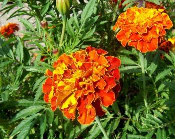 Marigolds are flea repellent - Marigolds are well known as flea repellent Marigolds are flea repellent - Marigolds are well known as flea repellent