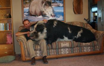 a Pig on the couch - What if your friend had had a pig as a pet? What would you have said?