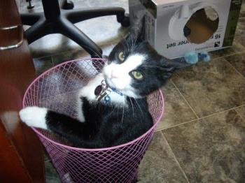 Hewy in the rubbish bin - Hewy the cat Hewy in the rubbish bin - Hewy the cat