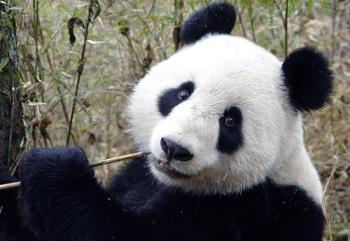 panda - pandas are really adorable! :)