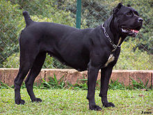 A Beautiful Cane Corso