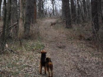 Binne and the deer - Binne at her first meeting with a deer. They stood there watching each others movements. LOL