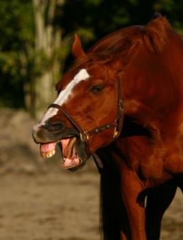 Horse "laughing" - Horse making weird faces