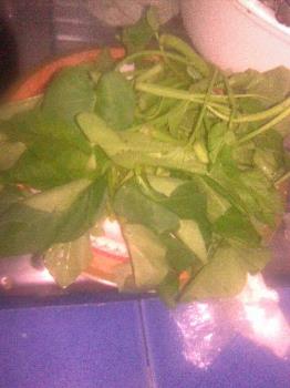 This is water cress - This is what we call kangkong in the Philippines