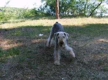 Blond Nera - She was my first dog, Nera. I will always keep her in my heart.