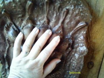 My hand on a cast of a bear&#039;s paw. - I have large hands for a woman, but this is a cast of a black bear&#039;s front paw. It is huge. We really enjoyed the zoo on Friday.