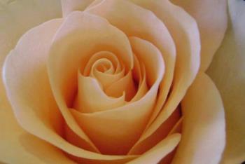 Peach rose - My fave roses