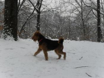 Binne in the snow - Binne during a hike at Capela