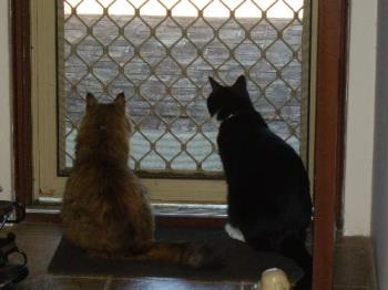 Rosie and Hewy - Rosie and Hewy being friends for a change. Rosie and Hewy - Rosie and Hewy being friends for a change.