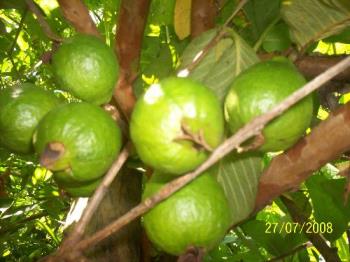 Eat banana - This picture highlights how one should take guava.