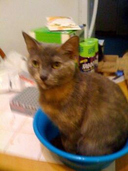 Prissy - in a bowl