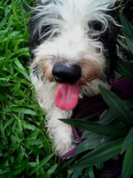 Dookie - Doesn&#039;t he look like he&#039;s enjoying the pictorial?