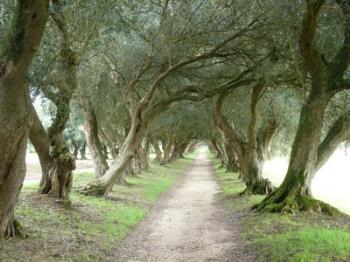 some olive trees - some group of olive trees.