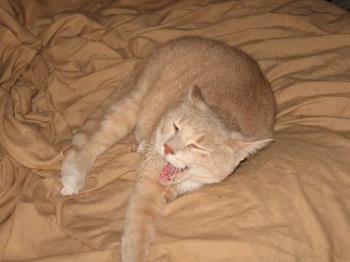 Taj - This one was really sick until we had his teeth pulled, and he's been over compensating since