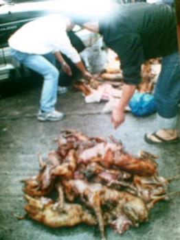 dog meat - gory picture of slaughtered dogs confiscated in Baguio City