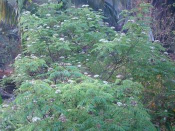 Curry leaf tree - The leaves wither in winter but the tree gets back its glory!