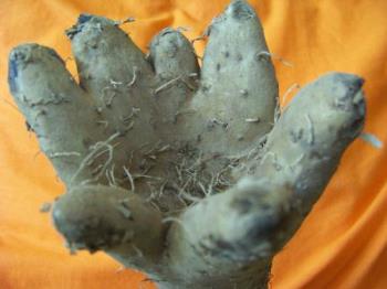 natural hand - hand natural hand - hand