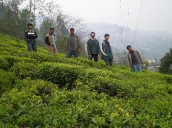 Darjeeling tea garden - With friends at a hill slope tea garden. :)