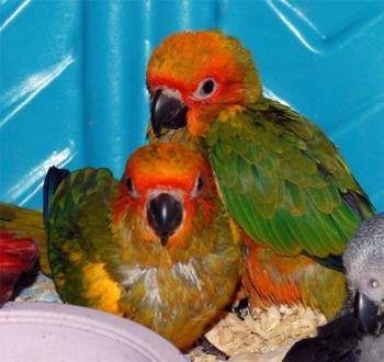 Sun Conures - Baby Sun Conures.