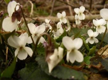 Spring flowers - I love the smell of this flowers. They also come in purple color but the white ones are more rare