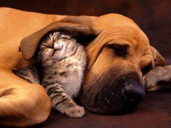 differences - a big dog cuddling a kitten.