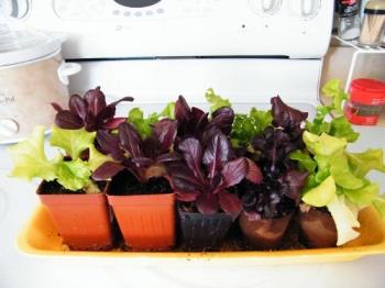 Some of my lettuce - Two different kinds here. I also have some that are both red and green.