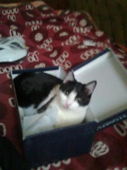 Daisy and shoe box - That is the box i keep my special occasions shoes, but Daisy noticed i was getting ready for a restaurant i guess...