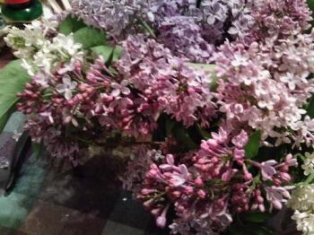 I cut some lilacs the other night - The smell is heavenly. I have all shades from white through pinks and lavenders.