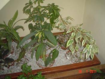 Part of my indoor plants - This is one of the pictures I took of th plants I placed under the staircase.