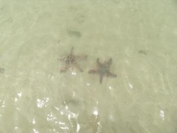 Star fish in Love - Even star fish have their own life and relationship. They also feel in love with each others.