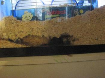 Burrowing a tunnel - Love that she burrows almost all the way across the tank.