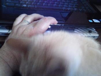 Tiger rubbing his head on my hand - Tiger missed me while I was gone yesterday. He wants to write with me.