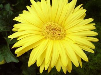 Daisy - Daisy Flower